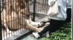 汕头一公园内女孩投喂狮子时被抓住裤腿拖拽