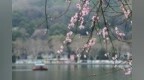 西湖边桃花开了！浙江阳光回归 直冲23℃