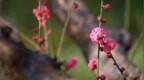 潍坊青州：红梅花开报春来