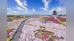 荥阳樱花季上线！黄河边的浪漫天花板