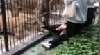 女孩投喂狮子被拖拽，园方通报