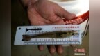 戈壁滩传来“鲜”消息！新疆新星市首批南美白对虾上市