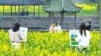 油菜花开遍地“金” 湾里：农旅融合 拓宽村民增收渠道