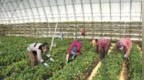 四平市双辽市郑家屯街道工农村：莓香溢满致富途
