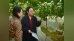 衡水饶阳：以精准气象服务助推设施葡萄高质量发展