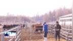 辽源市东丰县开展畜禽养殖环节专项检查与普法宣传活动