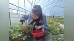 进贤县：春日草莓红 农旅促振兴