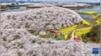 贵州：樱花似海 春满大地