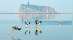 鄱阳湖湖口县水域：越冬候鸟陆续北迁（图）