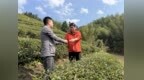 铅山县1139块茶园有了“电子身份证”，全流程可追溯、可管控