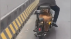 男子改装电动车“骑狗上路”，交警回应