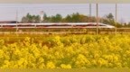 泰和县：高铁列车穿行于油菜花海中（图）