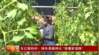 辽源市东辽朝阳村：特色果蔬种出 “甜蜜致富路”