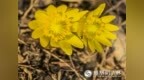破冰迎春！长春百花园冰凌花惊艳绽放