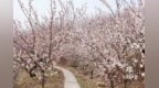 蒙阴县岱崮镇：杏花竞相绽放，崮乡春意正浓