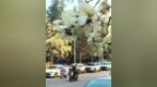 临沂：春分时节春花烂漫
