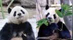 手慢无！2026太阳岛大熊猫馆年度卡火爆抢购中