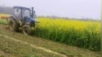 约30亩即将成熟的油菜被压毁，多方回应