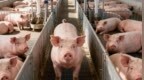 猪肉价格“大跳水”，但钱越来越难赚了