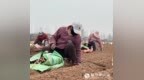 《好山药知时节》摄制组走进张宝山，探寻道地山药古法种植