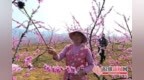 梨白桃红映沂蒙 春日赏花正当时