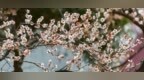 临沂：雕塑公园梅花盛开
