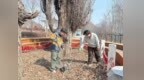 龙井三合：让古树成为边境生态名片