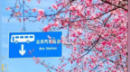 春假联动清明小长假 “赏花经济”迎来爆发