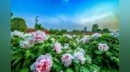 四月，一路繁花向洛阳