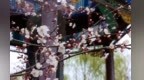 甘肃陇西：粉白漫枝头　龙宫花事浓