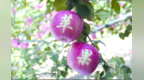 历时18年科研攻关，甘肃苹果育种迎里程碑式突破