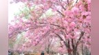 豫荐城市｜鹤壁市淇滨区：“赏花经济”撬动文旅发展