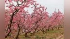 【甘快看】甘肃秦安：万亩桃林引客来