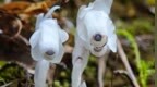 贵溪市再现罕见珍稀植物“死亡之花”水晶兰