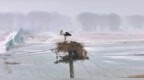白城市：东方白鹳风雪守巢暖春寒 生命坚守动人心