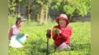 清明药膳加茶饮 健脾祛湿防感冒