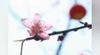 节后花粉季来袭，医生提醒科学护鼻