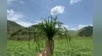 甘肃岷县：小小猫尾草　长成大产业