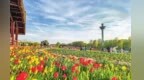 长治市漳泽湖国家城市湿地公园：郁金香竞相绽放