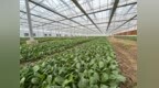 沃野，何以向新？宁波农业的新质生产力“答卷”
