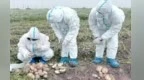增产800斤亩产破3吨　甘繁粤种“薯”实厉害