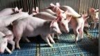 猪价跌穿5元！比“卖不上价”更棘手的是“卖不动了”，原因出在哪儿？