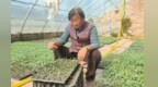 果蔬菜苗移栽忙　甘肃灵台群众增收“植”得期待