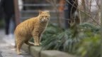 要为流浪猫狗立法？福建三明回应