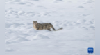 雪豹现身莲宝叶则景区