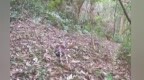 “山中隐士”白颈长尾雉再现南昌