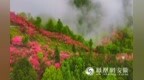 安徽安庆：杜鹃盛放千山秀 漫山红韵醉游人