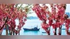 威海有个“百花园”