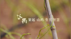 谷雨，架起山药生长智慧