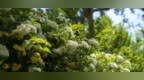 济宁新晋花墙打卡地！浣笔泉路木香花超出片